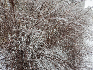 Bushes of spiraea covered with ice crust after freezing rain