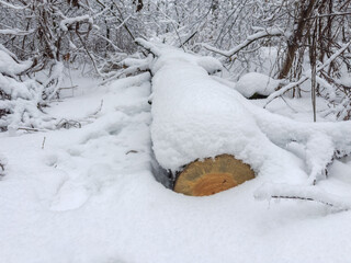 Trunk of cut down fallen tree covered with fluffy snow