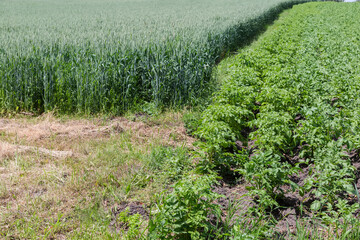 Edge of fields of green wheat and young potato plants