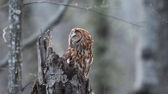 Tawny owl Strix aluco sitting on a broken tree trunk, looking around and regurgitating pellet in natural wildlife environment. Natural bird behavior of owl feeding process captured in slow motion.