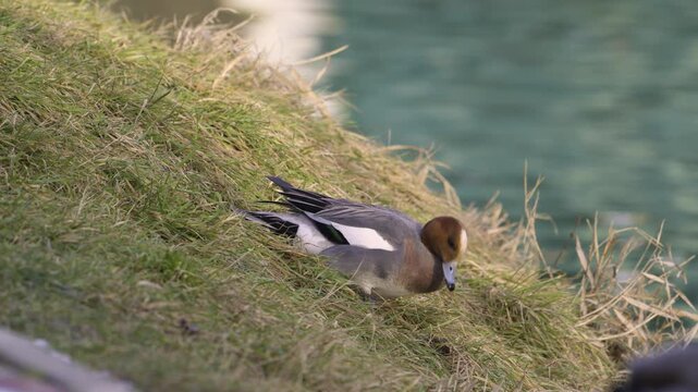 Gadwall duck Mareca strepera feeding on grass at the edge of a lake in natural wildlife environment. Close-up view of wild duck behavior captured in slow motion outdoors.