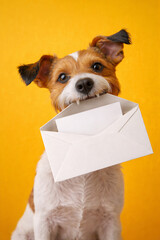Happy Puppy Carrying A White Envelope