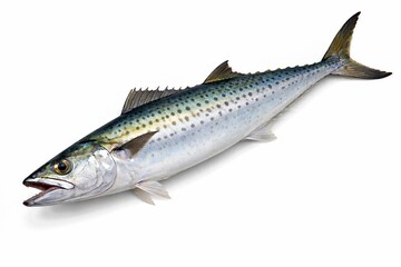 Obraz premium Whole Mackerel Fish Isolated On White