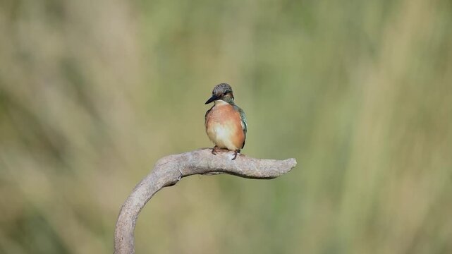 Common kingfisher Alcedo atthis preening and fluffing feathers in the wild, slow motion.