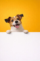 Happy Puppy Peeking Over A Blank Sign