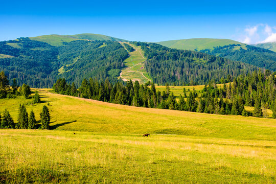 mountain field in summer. grass on the rolling hills of beautiful landscape with green meadow under blue sky. countryside scenery of ukraine on sunny day. scenic view of rural pasture in alpine region