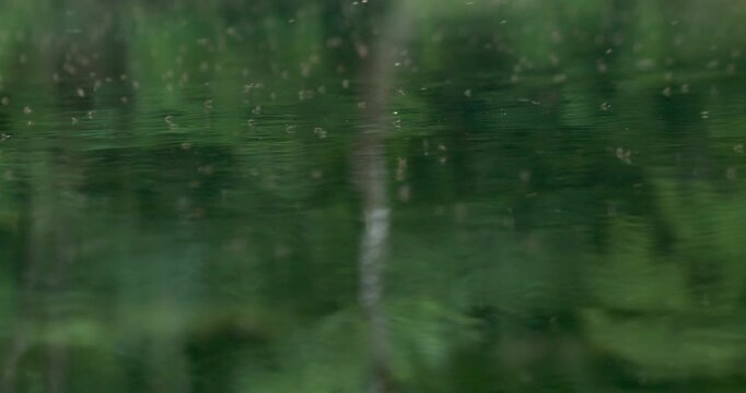 Insects skimming and disturbing the mirror-like surface of the Una River in Bosnia and Herzegovina, creating subtle rippling circles amid a lush green forest reflection