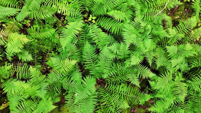  Green ferns blowing in the wind background downward view