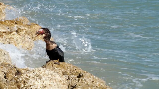 Anhinga bird (Anhinga anhinga) standing on a rocky shore tossing a fish in the air preparing to eat it.