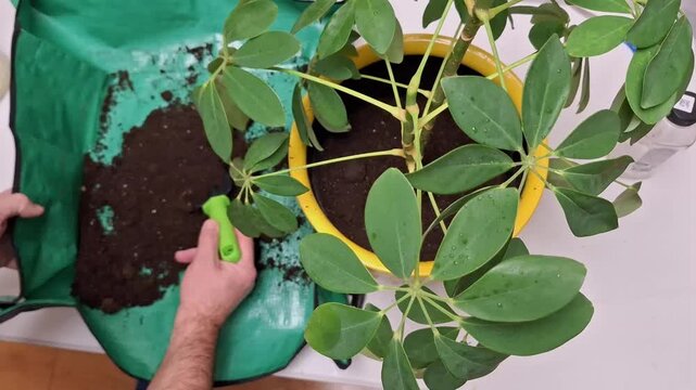 Gardener repotting houseplant. Indoor plant care with green tools.