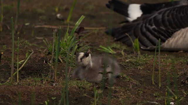 A juvenile barnacle goose (Branta leucopsis) eating a piece of a plant