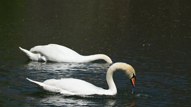 Pair of white swans Cygnus olor feeding calmly on a serene lake. 4K nature footage, natural behavior. Slow motion.
