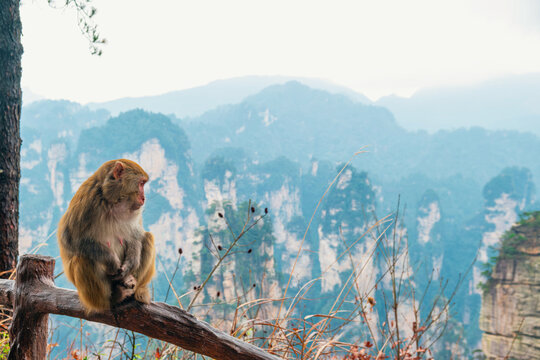 Wild macaque sitting on wooden railing overlooking misty sandstone pillars, forested mountains and deep valley landscape.in Zhangjiajie National Forest Park, Hunan, China. Travel and tourism landmark