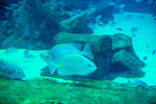 The Java rabbitfish is a tropical fish with a distinctive spotted pattern, swimming near the bottom of the clear blue sea.
