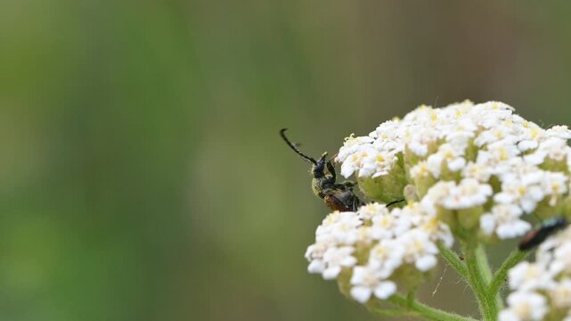 Two-spotted malachite beetle Malachius bipustulatus moving on plant and flying away, slow motion.