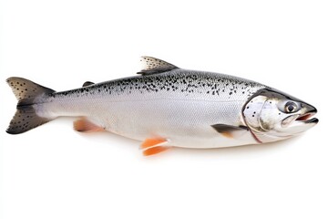 Obraz premium Salmon fish displayed on a white background for culinary and educational purposes without any additional objects or distractions