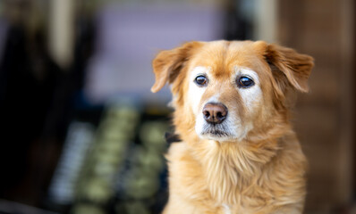 Natural light portrait of a golden retriever mix dog with expressive eyes, photographed outdoors with soft background blur