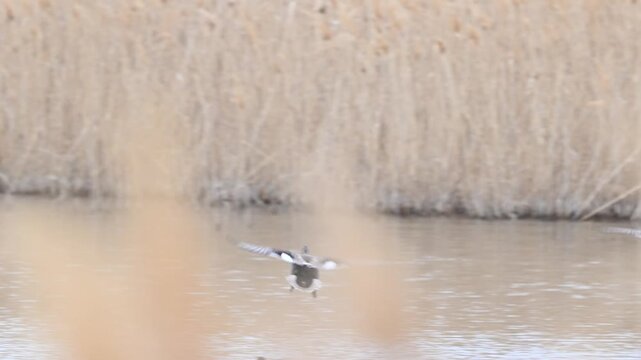 Slow motion capture of wild Gadwall ducks (Mareca strepera) arriving and landing gracefully on a calm lake surface. The birds descend smoothly, touching down with their feet and gliding across the wat