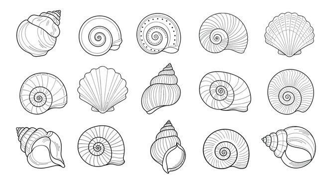 Collection of Various Seashell Illustrations.