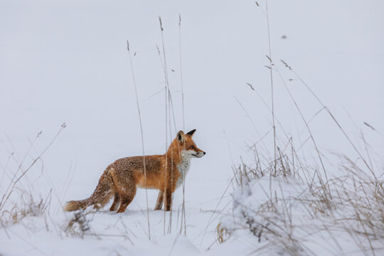 Fuchs im Schnee beobachtet die Gegend &ndash; stehende Seitenansicht mit viel Copy Space, winterliche Wiese mit hohen Gr&auml;sern