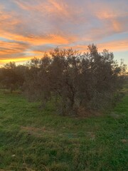 Obraz premium sunset over the field