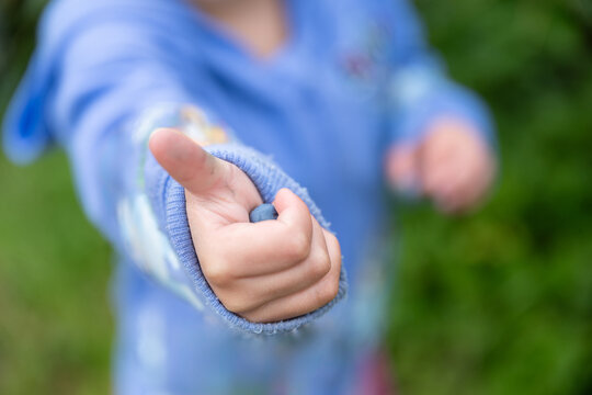 Young 3 yr old girl with a thumb up and a fist full of fresh picked blueberries in a u-pick blueberry farm field, tasty and nutritious organic berry fruit
