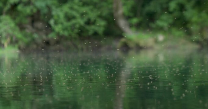 Close view of mosquito swarm hovering over calm river water surrounded by green forest. Insects breeding near freshwater surface, illustrating public health risk, virus transmission