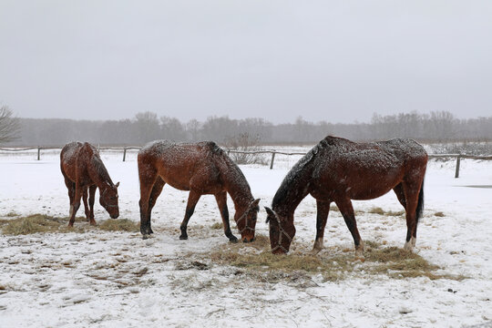 horses in the snow