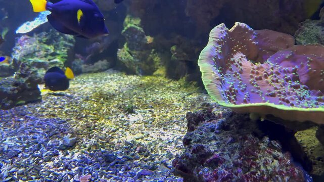 Picasso triggerfish swimming in front of coral reef, static shot, 4K