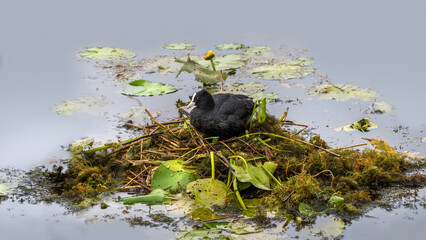 Eurasian Coot In Its Nest (Fulica Atra)