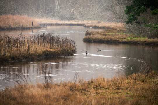 Ducks swimming on a slough looking for a meal on a foggy morning. Wetlands are are considered among the most biologically diverse of all ecosystems.  