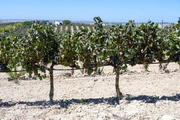 Sunny vineyard with ripe grapevines