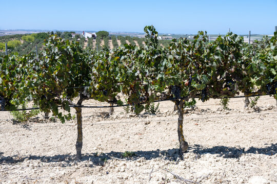 Sunny vineyard with ripe grapevines