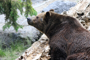 La t&ecirc;te d'un ours brun