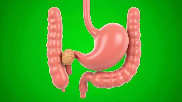 3D Detailed CGI Rendering of Human Digestive System Isolated on Green Screen Background Medical Animation for Anatomy