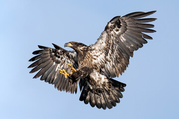 Obraz premium Juvenile Eagle Landing