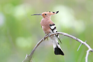 Single, pair and chicks of Eurasian hoopoe or common hoopoe (Upupa epops) are photographed close-up sitting on a branch against a blurred background and while feeding a chick © VOLODYMYR KUCHERENKO