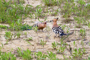 Single, pair and chicks of Eurasian hoopoe or common hoopoe (Upupa epops) are photographed close-up sitting on a branch against a blurred background and while feeding a chick © VOLODYMYR KUCHERENKO