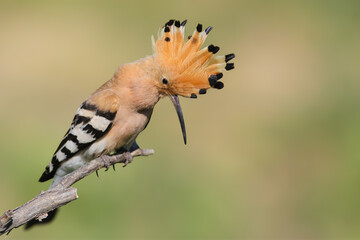 Adult common hoopoe (Upupa epops) photographed close-up perched on a branch with its crest open against a blurred background © VOLODYMYR KUCHERENKO
