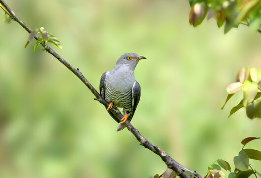 An adult Eurasian cuckoo (Cuculus canorus) in breeding plumage is photographed close-up on a diagonal branch against a blurred background.