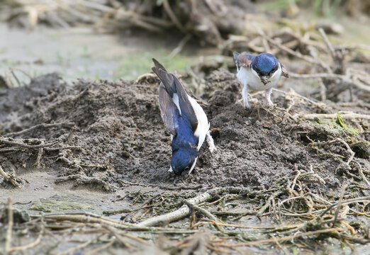 Adult western house martins (Delichon urbicum) filmed on the ground collecting nesting material