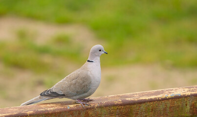 Fototapeta premium Eurasian Collared Dove Streptopelia decaocto Perched On Rusty Rail With Soft Green Background, A Calm Urban Bird