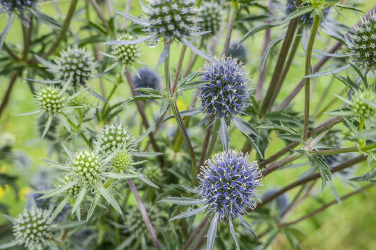 Flachblatt-Mannstreu (Eryngium planum)
