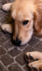 Golden Retriever Puppy Lying Down