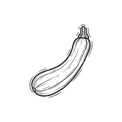 hand drawn zucchini illustration in sketch style isolated vegetable vector illustration, single zucchini doodle illustration with outline hand drawn style vector illustration