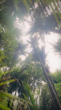Looking up at the nikau palm trees in the Waitakere Ranges Regional Park in Auckland, New Zealand, to show the height and density of the forest canopy. Whatipu, Auckland, New Zealand.
