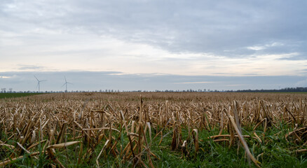Dry Stalks in a Field with Wind Turbines in Background, Renewable Energy Landscape