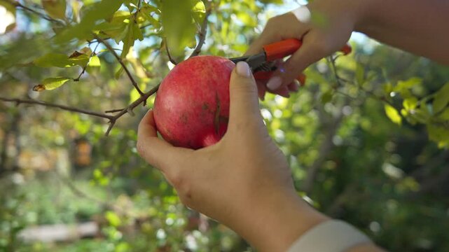 Pomegranate harvesting hands cut ripe fruit from tree branch in sunny orchard.