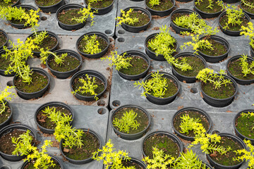 Small potted sedum succulent plants are arranged neatly on black trays