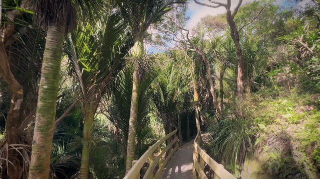 Looking up at Nikau Palms and native trees in the Waitakere Ranges, Auckland, New Zealand. The image shows the beauty of New Zealand's native flora.